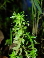 Paepalanthus fluviatilis