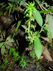 Paepalanthus fluviatilis