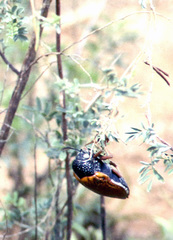 Sternocera hildebrandti