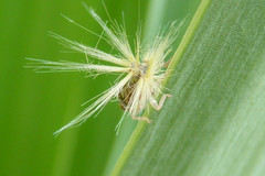 Scolypopa