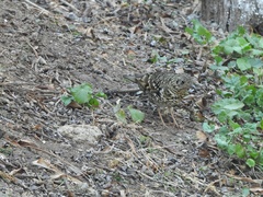 Zoothera aurea