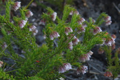 Erica ioniana