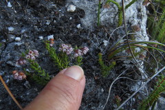 Erica ioniana