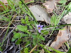 Romulea ramiflora
