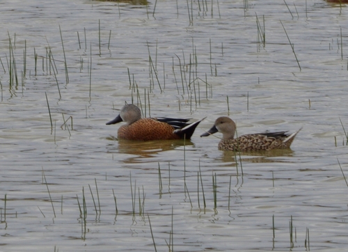Red Shoveler (Spatula platalea)