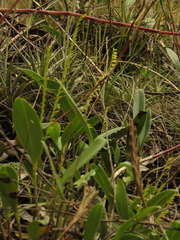 Stelis galeata