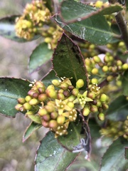 Rhamnus alaternus