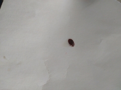 Cimex lectularius