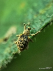 Ottistirini