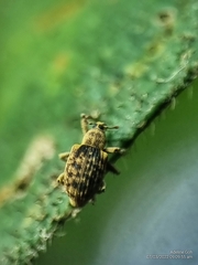 Ottistirini