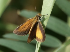 Ancyloxypha numitor
