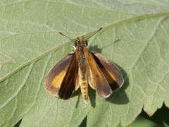 Ancyloxypha numitor