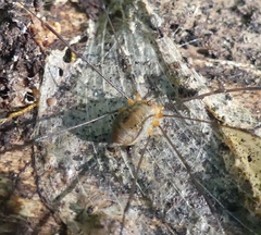 Leiobunum politum