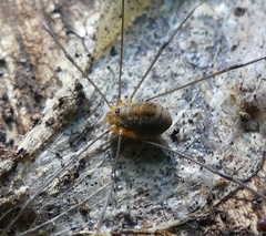 Leiobunum politum