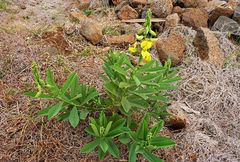 Crotalaria retusa