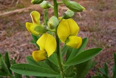 Crotalaria retusa