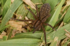 Trochosa ruricoloides