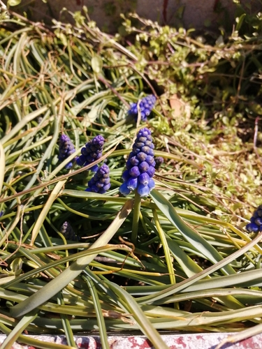 Muscari botryoides