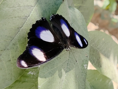Danaid Eggfly photo 4