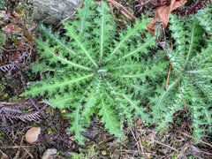 Cirsium japonicum