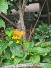 Phalanta phalantha phalantha