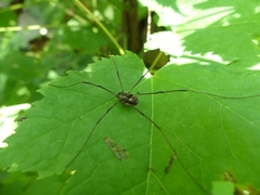 Leiobunum calcar