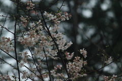 Prunus discoidea