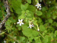 Chaenostoma floribundum
