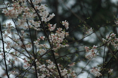 Prunus discoidea