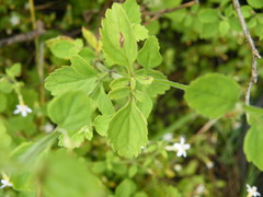Chaenostoma floribundum