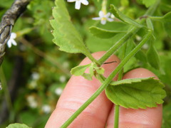 Chaenostoma floribundum