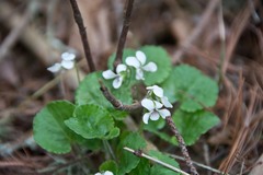 Viola pallens