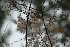 Prunus discoidea