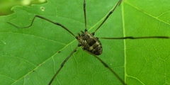 Leiobunum calcar