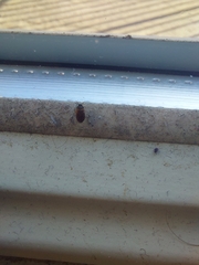 Coleoptera