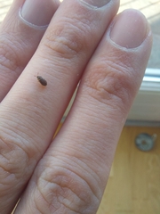Coleoptera