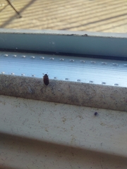 Coleoptera