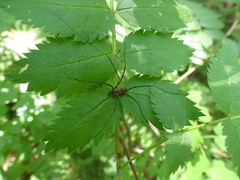 Leiobunum calcar