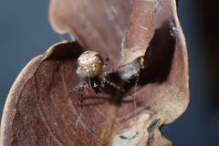 Parasteatoda cingulata