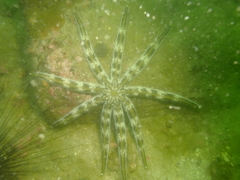 Luidia maculata