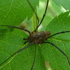 Leiobunum calcar