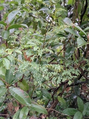 Gleditsia sinensis