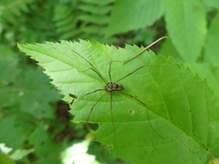 Leiobunum calcar
