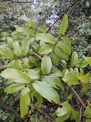 Sageretia thea
