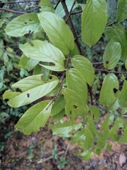 Sageretia thea