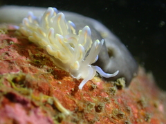 Phyllodesmium opalescens