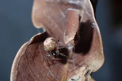 Parasteatoda cingulata