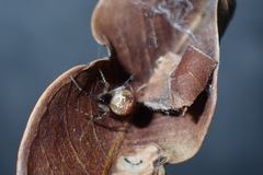 Parasteatoda cingulata