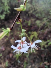 Prunus discoidea