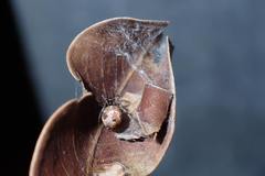 Parasteatoda cingulata